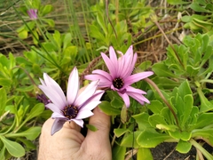 Dimorphotheca