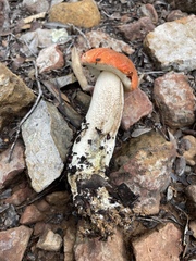 Leccinum manzanitae