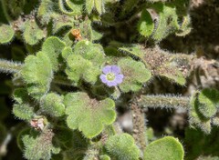 Nemophila parviflora quercifolia