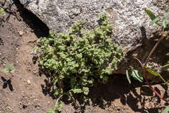 Nemophila parviflora quercifolia