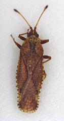 Tingidae