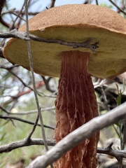 Aureoboletus russellii