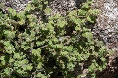 Nemophila parviflora quercifolia