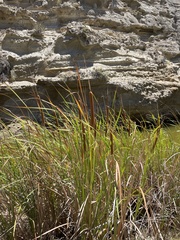 Typha domingensis