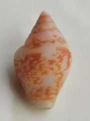 Columbella rustica