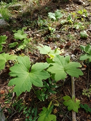 Petasites frigidus