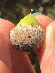 Callirhytis eldoradensis