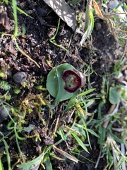 Corybas incurvus