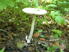 Amanita vaginata