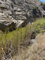 Typha domingensis
