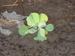 Pistia stratiotes