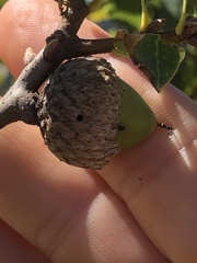 Callirhytis eldoradensis