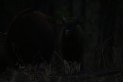 Bos gaurus