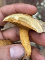 Suillus fuscotomentosus