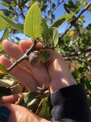 Callirhytis eldoradensis