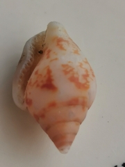 Columbella rustica