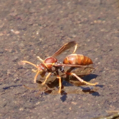 Polistes schach