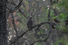 Spilornis cheela