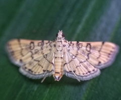 Lamprosema tampiusalis