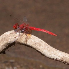 Diplacodes haematodes