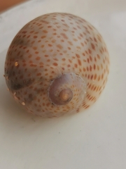 Naticarius stercusmuscarum