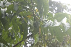 Annona