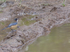 Acanthorhynchus tenuirostris