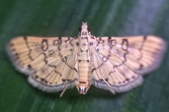 Lamprosema tampiusalis