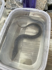 Anguilla rostrata