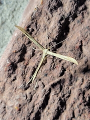 Hellinsia homodactylus
