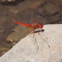 Diplacodes haematodes