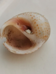 Naticarius stercusmuscarum