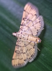 Lamprosema tampiusalis