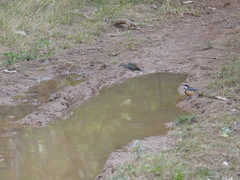 Acanthorhynchus tenuirostris