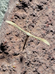 Hellinsia homodactylus