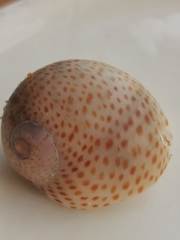 Naticarius stercusmuscarum