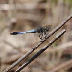 Orthetrum caledonicum