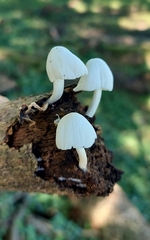 Hemimycena lactea