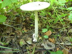 Amanita vaginata