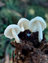 Hemimycena lactea