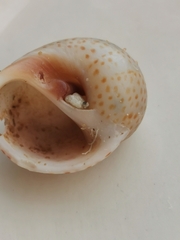 Naticarius stercusmuscarum