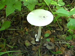 Amanita vaginata