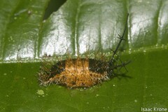 Lonomia