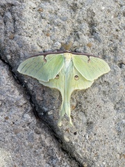 Actias luna