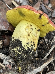 Butyriboletus