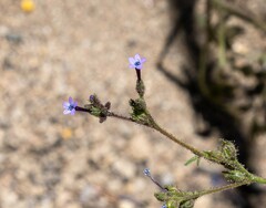 Allophyllum gilioides violaceum
