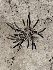 Plantago coronopus