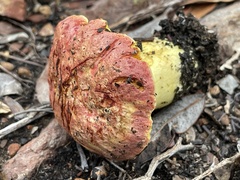 Butyriboletus