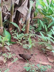 Galloperdix spadicea