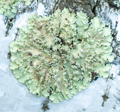 Flavopunctelia soredica